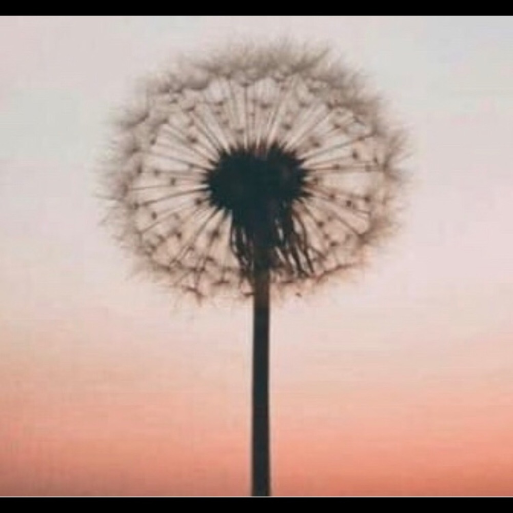 Meet your Posher, Shelly